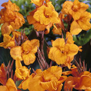 Canna Orange Wyoming